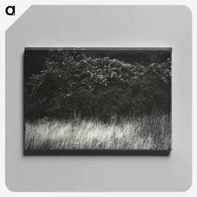 1-95_Alfred-Stieglitz_canvas