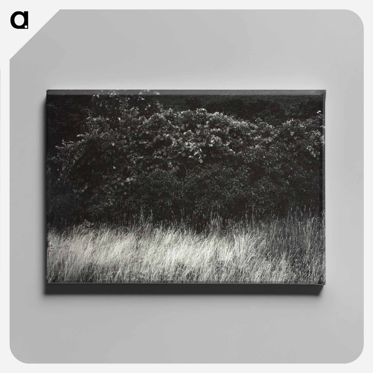 Hedge and Grasses–Lake George - アルフレッド スティーグリッツ Canvas.