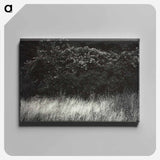 Hedge and Grasses–Lake George - アルフレッド スティーグリッツ Canvas.
