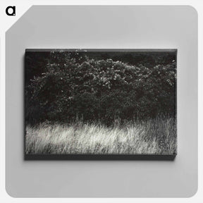 アートパネル-Hedge and Grasses–Lake George - アルフレッド スティーグリッツ Canvas.