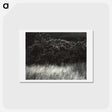 アートポストカード-Hedge and Grasses–Lake George - アルフレッド スティーグリッツ Postcard.