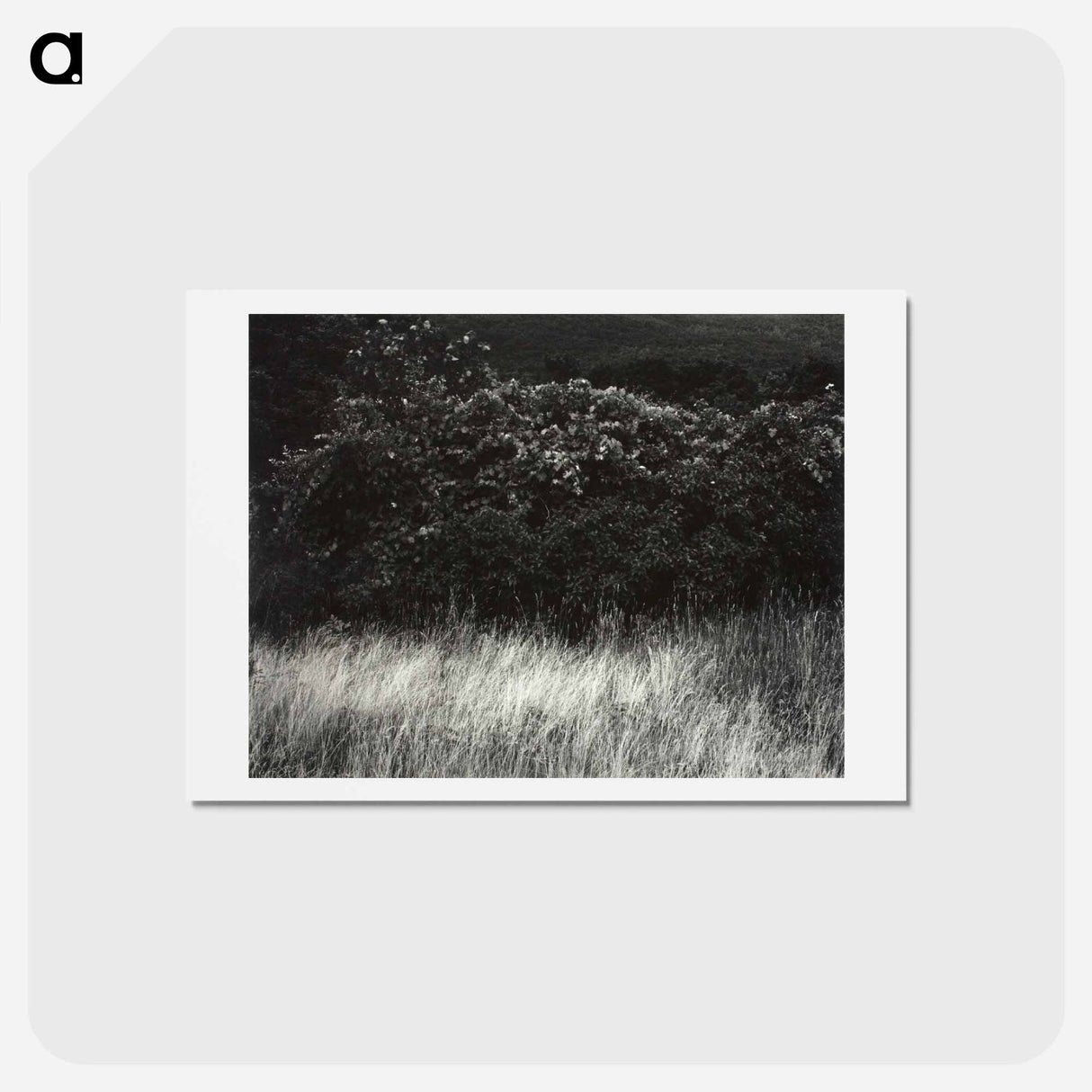 アートポストカード-Hedge and Grasses–Lake George - アルフレッド スティーグリッツ Postcard.
