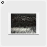 アートポストカード-Hedge and Grasses–Lake George - アルフレッド スティーグリッツ Postcard.