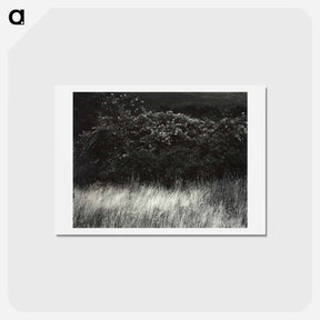 アートポストカード-Hedge and Grasses–Lake George - アルフレッド スティーグリッツ Postcard.