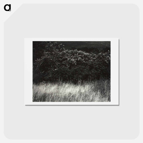 アートポストカード-Hedge and Grasses–Lake George - アルフレッド スティーグリッツ Postcard.