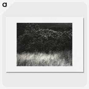 1-95_Alfred-Stieglitz_picture