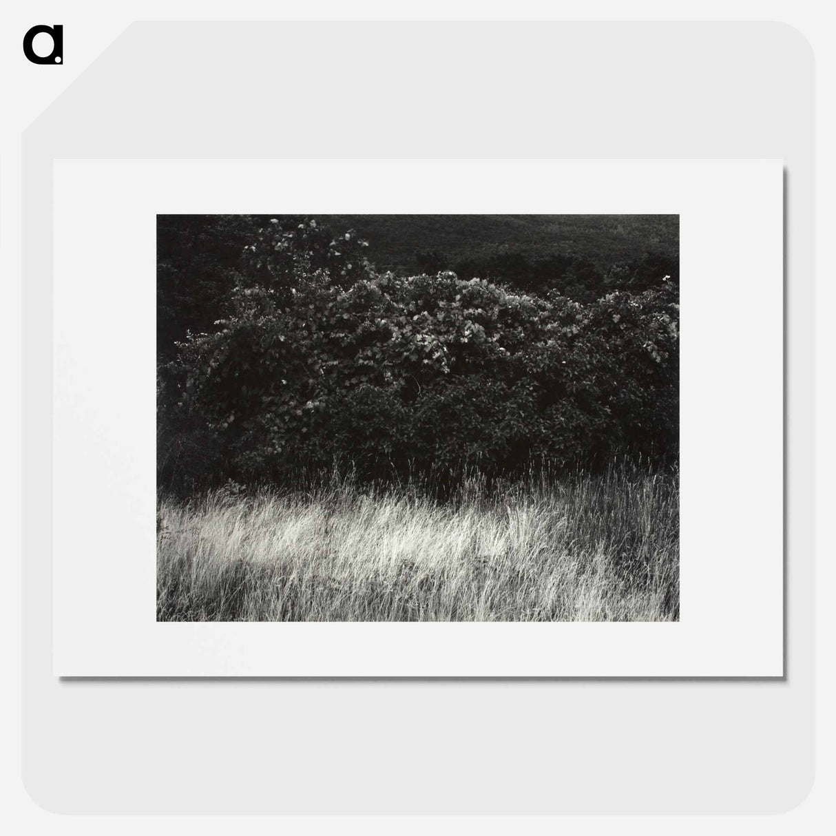 Hedge and Grasses–Lake George - アルフレッド スティーグリッツ Poster.