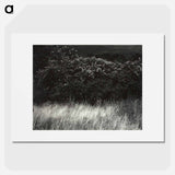 Hedge and Grasses–Lake George - アルフレッド スティーグリッツ Poster.