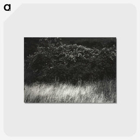 1-95_Alfred-Stieglitz_postcard