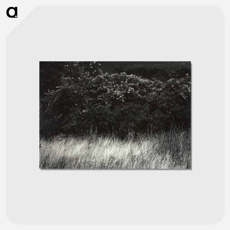 アートポストカード-Hedge and Grasses–Lake George - アルフレッド スティーグリッツ Postcard.