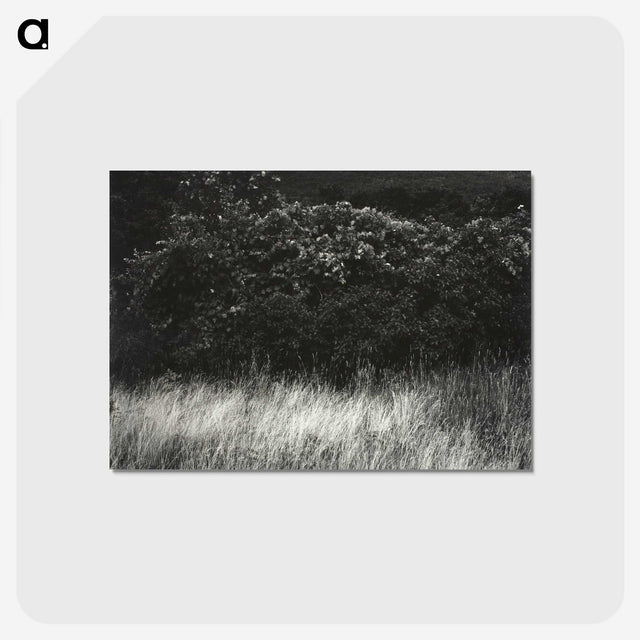 1-95_Alfred-Stieglitz_postcard