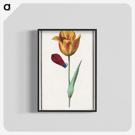 1-95_Anselmus-Boetius-de-Boodt_blk-crop