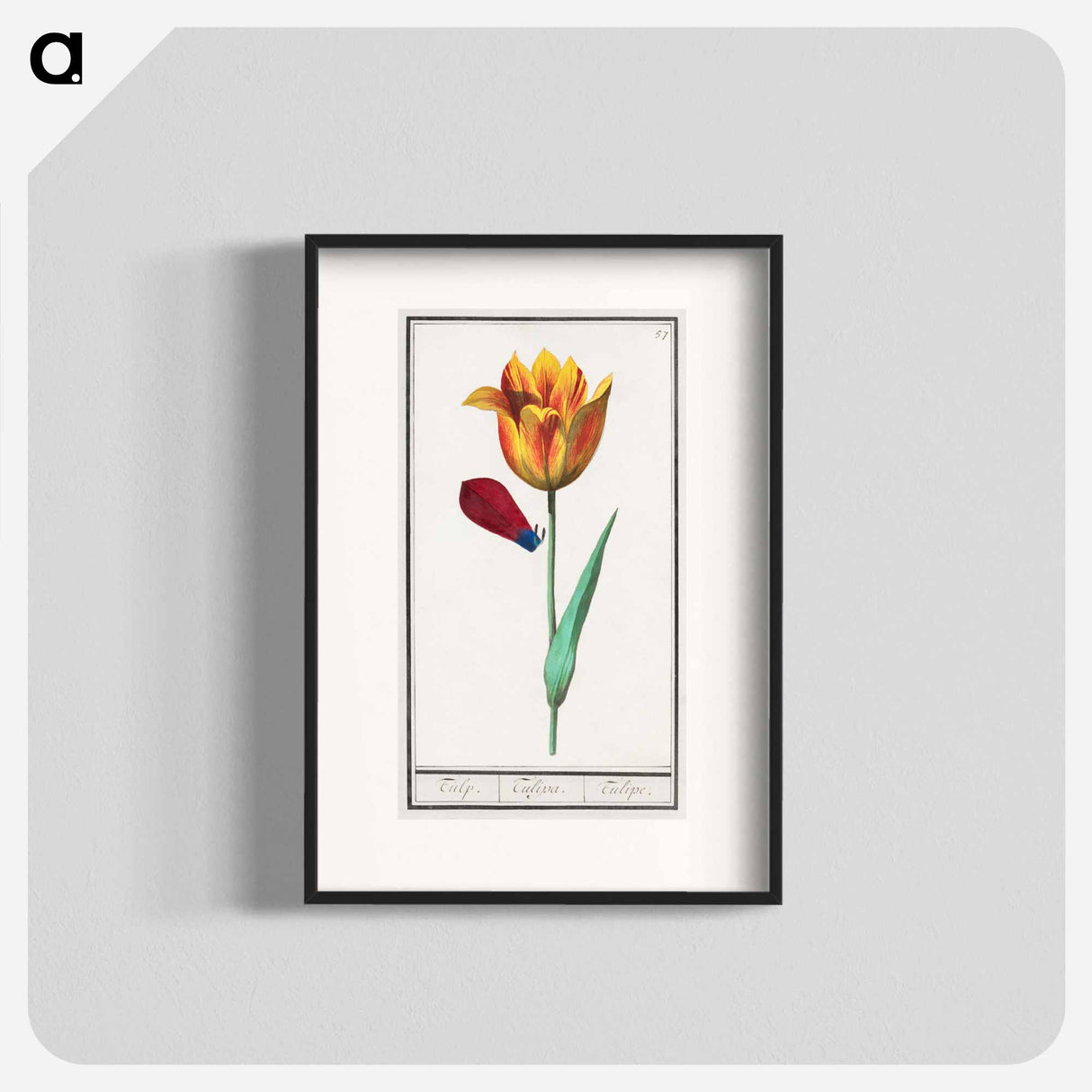 Tulip - アンセルムス ボエティウス デ ブート Poster.