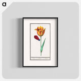 Tulip - アンセルムス ボエティウス デ ブート Poster.