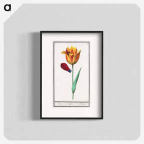 アートポスター-Tulip - アンセルムス ボエティウス デ ブート Poster.