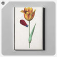 1-95_Anselmus-Boetius-de-Boodt_canvas