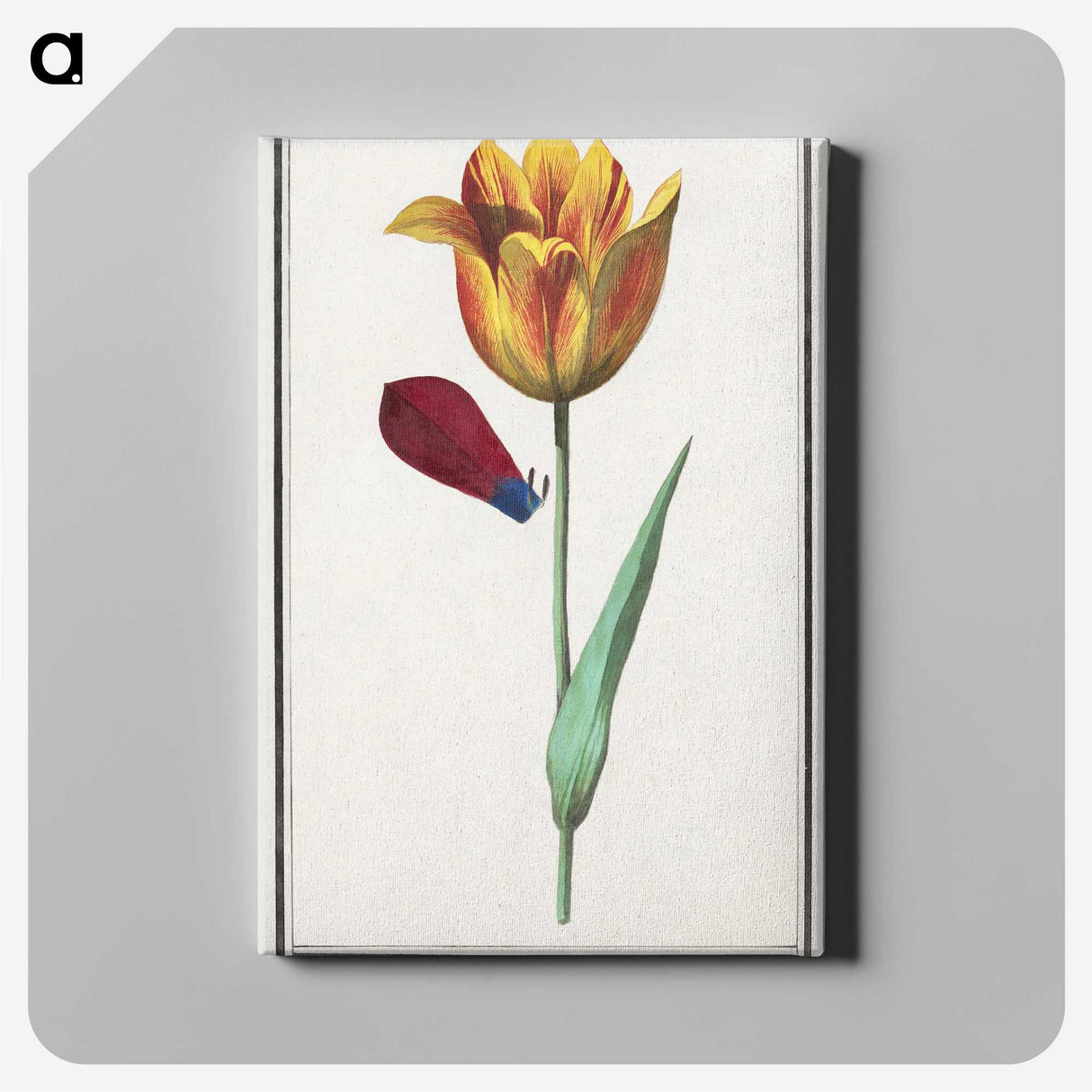 1-95_Anselmus-Boetius-de-Boodt_canvas