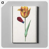 1-95_Anselmus-Boetius-de-Boodt_canvas