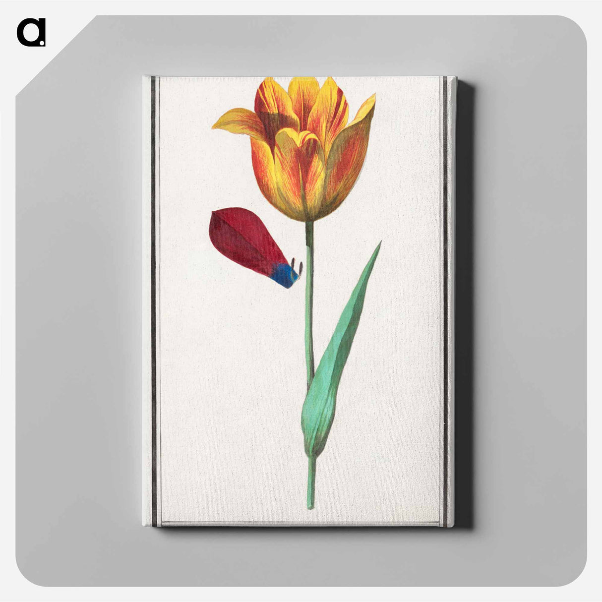 Tulip - アンセルムス ボエティウス デ ブート Canvas.