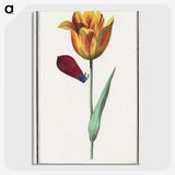 1-95_Anselmus-Boetius-de-Boodt_picture-crop