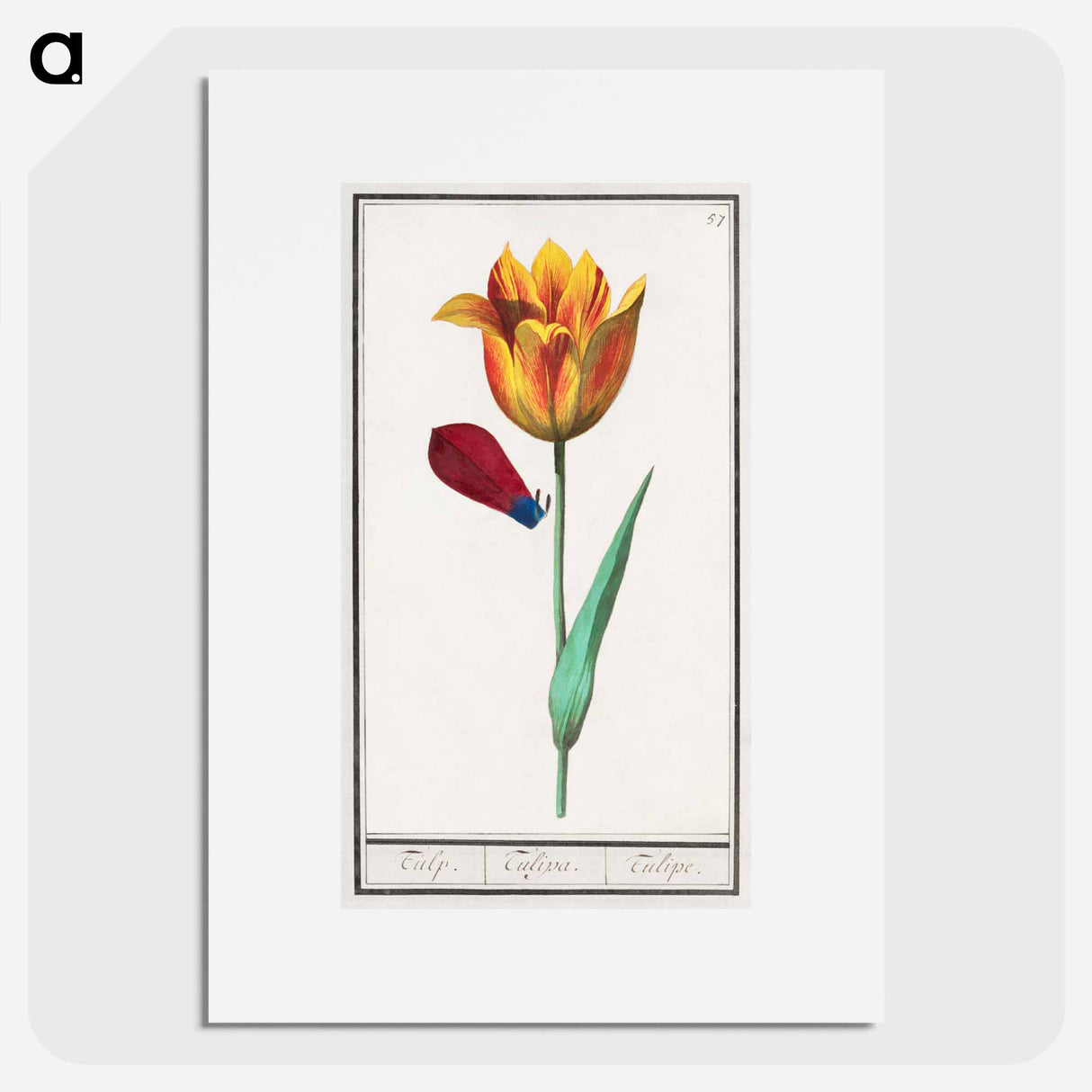 Tulip - アンセルムス ボエティウス デ ブート Poster.