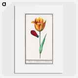 Tulip - アンセルムス ボエティウス デ ブート Poster.