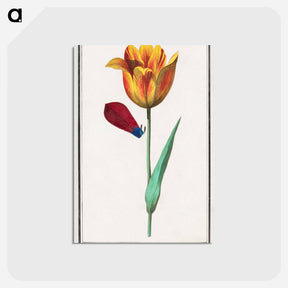 アートポストカード-Tulip - アンセルムス ボエティウス デ ブート Postcard.