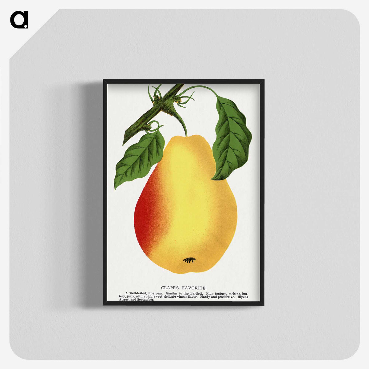 1-95_Botanical-Specimen-Plates_blk-crop