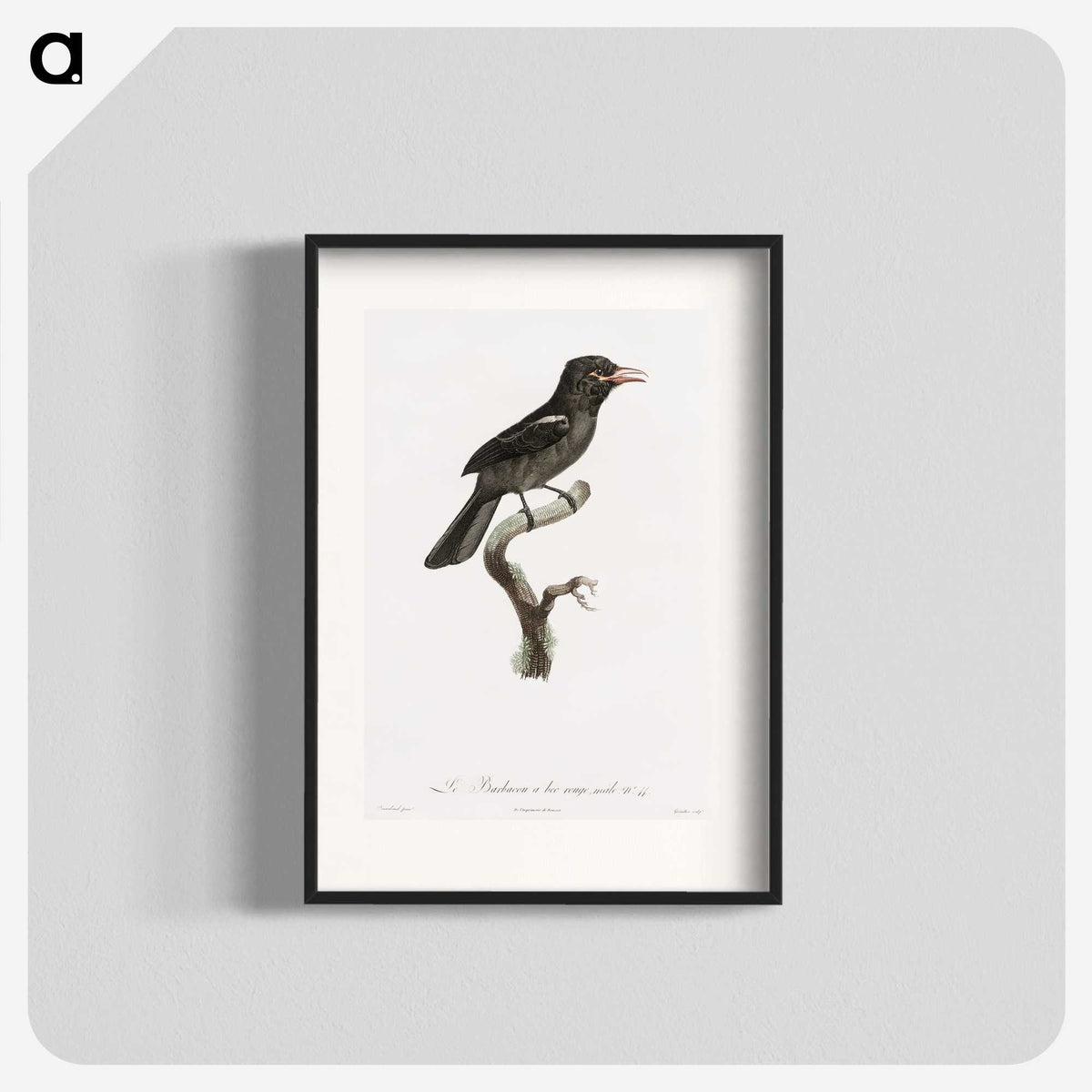 1-95_Des-Oiseaux-de-Paradis_blk