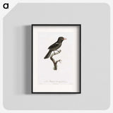 1-95_Des-Oiseaux-de-Paradis_blk