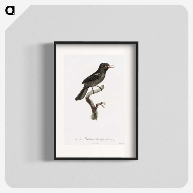 1-95_Des-Oiseaux-de-Paradis_blk