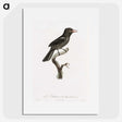 1-95_Des-Oiseaux-de-Paradis_picture