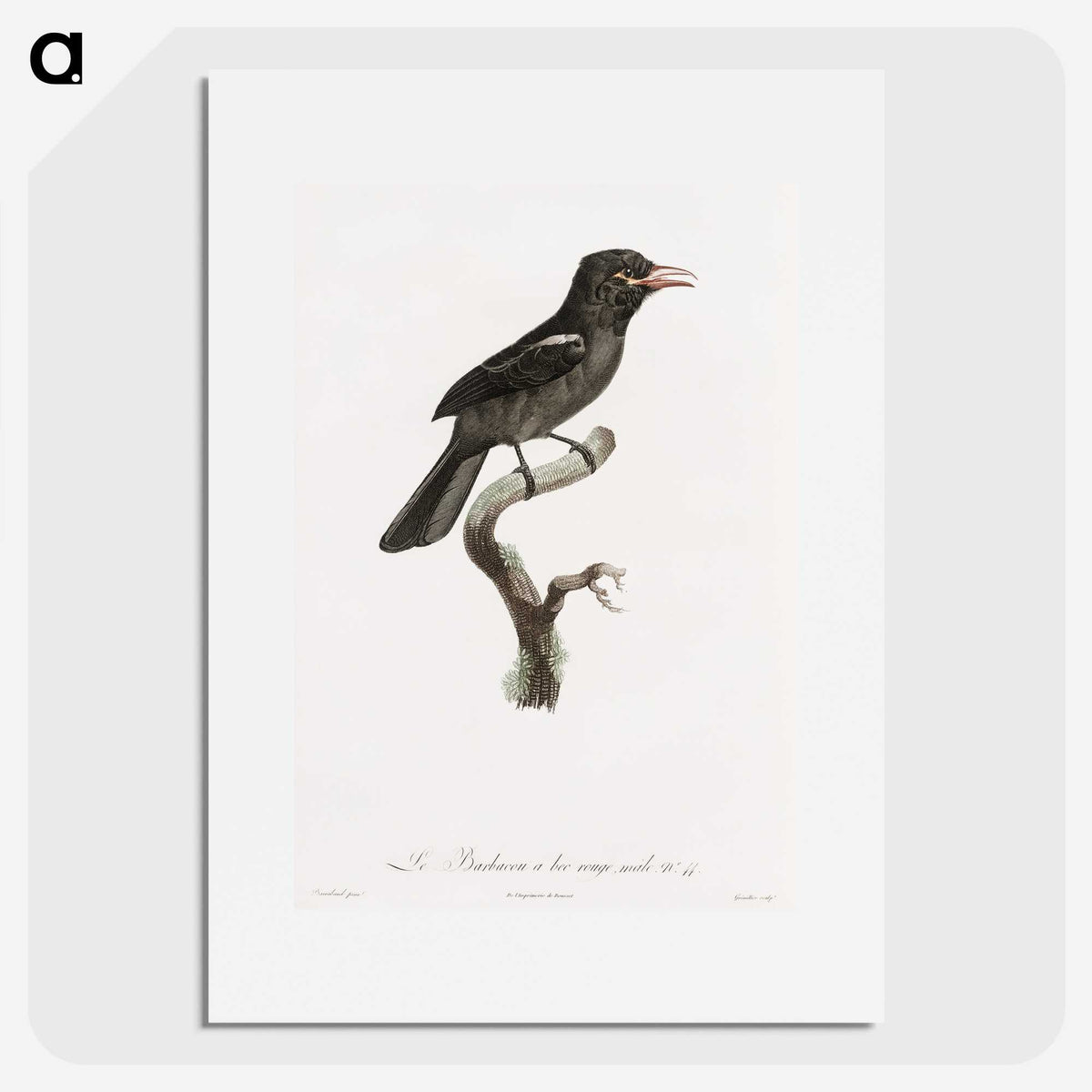 1-95_Des-Oiseaux-de-Paradis_picture