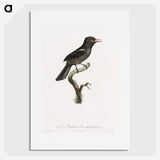 1-95_Des-Oiseaux-de-Paradis_picture