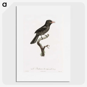 1-95_Des-Oiseaux-de-Paradis_picture