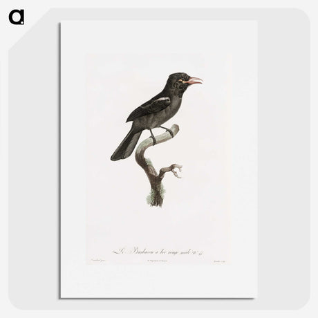 1-95_Des-Oiseaux-de-Paradis_picture