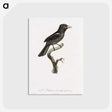 1-95_Des-Oiseaux-de-Paradis_postcard