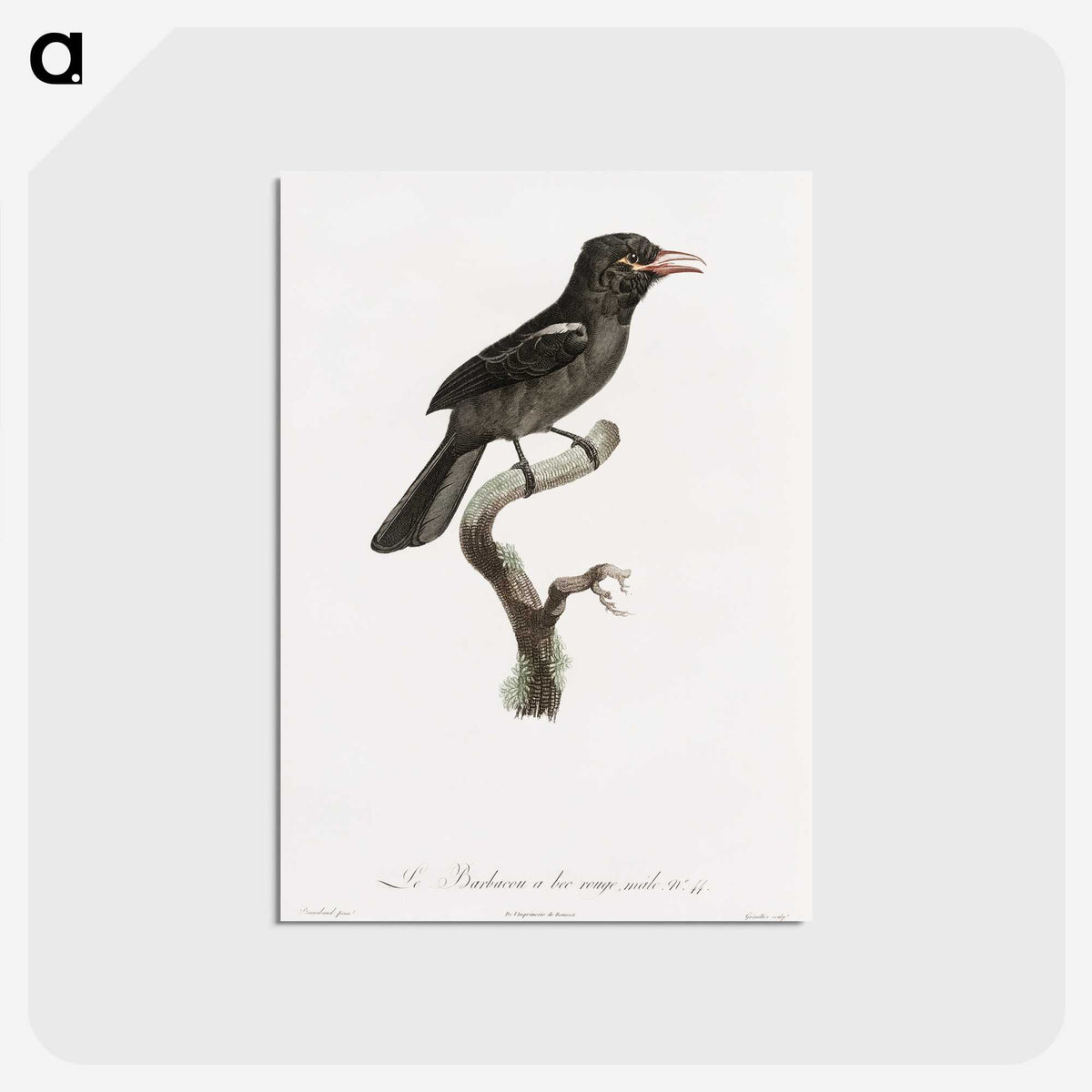 1-95_Des-Oiseaux-de-Paradis_postcard