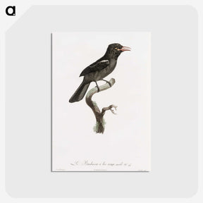 1-95_Des-Oiseaux-de-Paradis_postcard