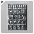 1-95_Eadweard-Muybridge_canvas