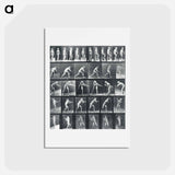 アートポストカード-Action Studies
 - エドワード マイブリッジ Postcard.