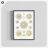 1-95_Ernst-Haeckel_blk-crop