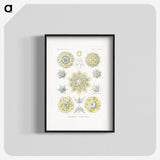 1-95_Ernst-Haeckel_blk