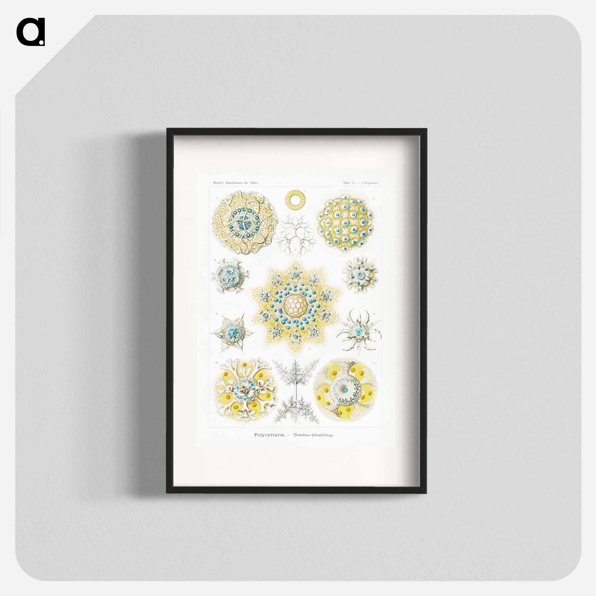 Polycyttaria–Vereins-Strahlinge from Kunstformen der Natur - エルンスト ヘッケル Poster.