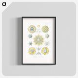 Polycyttaria–Vereins-Strahlinge from Kunstformen der Natur - エルンスト ヘッケル Poster.