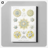1-95_Ernst-Haeckel_canvas