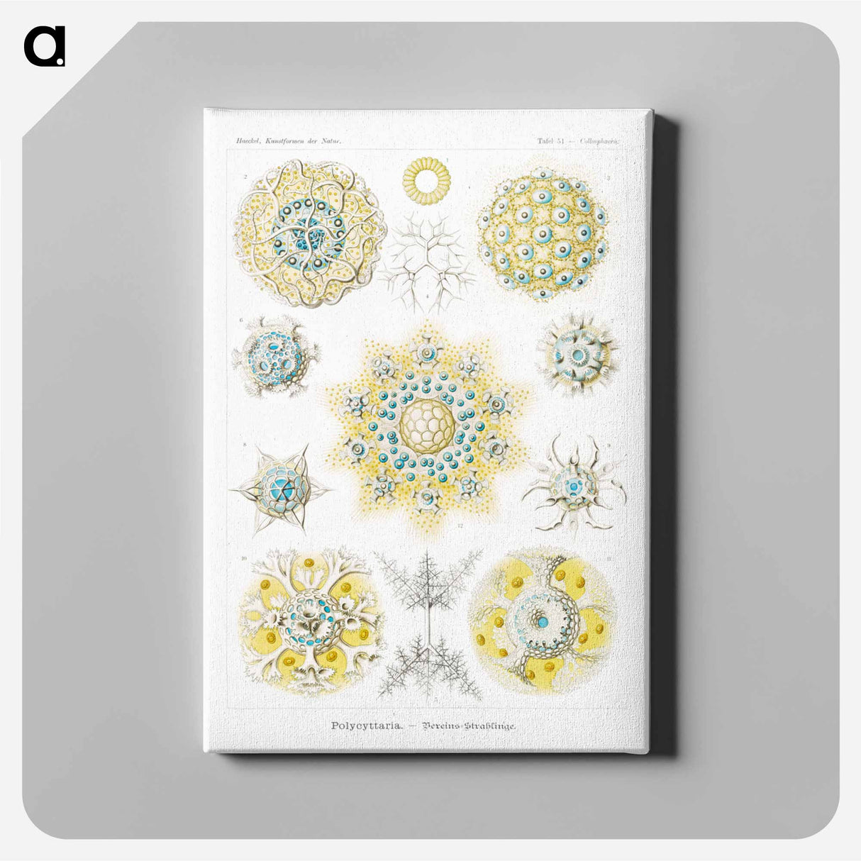 Polycyttaria–Vereins-Strahlinge from Kunstformen der Natur - エルンスト ヘッケル Canvas.