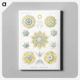 Polycyttaria–Vereins-Strahlinge from Kunstformen der Natur - エルンスト ヘッケル Canvas.