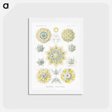 アートポストカード-Polycyttaria–Vereins-Strahlinge from Kunstformen der Natur - エルンスト ヘッケル Postcard.