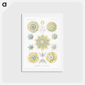 アートポストカード-Polycyttaria–Vereins-Strahlinge from Kunstformen der Natur - エルンスト ヘッケル Postcard.